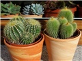 Notocactus warasii ,  Notocactus sulphureus